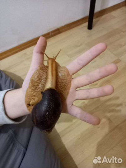 Улитки ахатины малыши