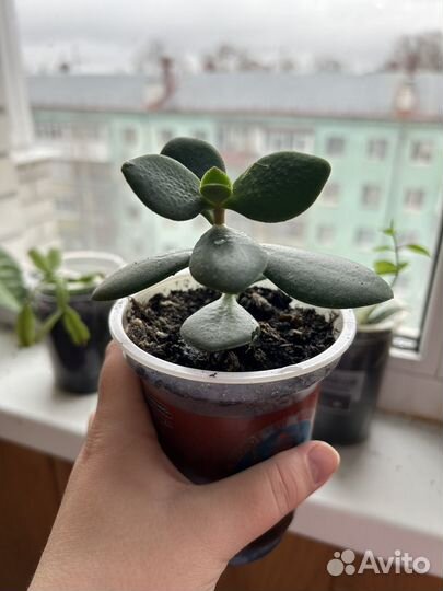 Денежное дерево (толстянка)