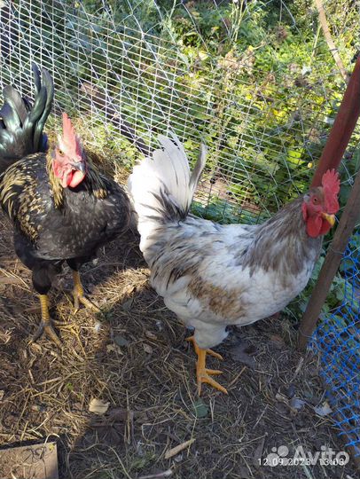 Куры петухи