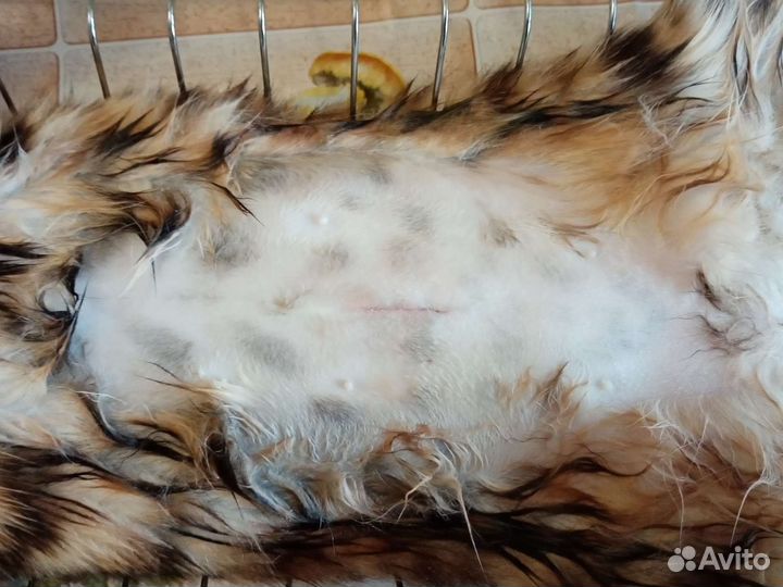 Стерилизация кошек, Кастрация котов, стрижка