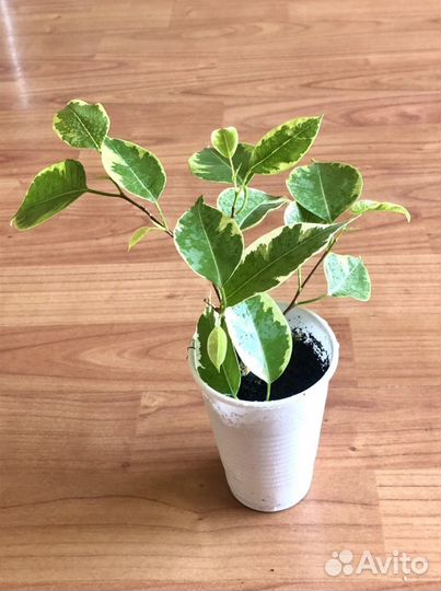 Фикус Бенджамина сорт Кинки