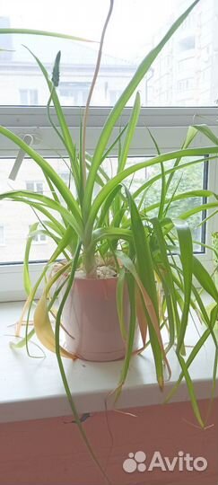 Индийский лук (птицемлечник)