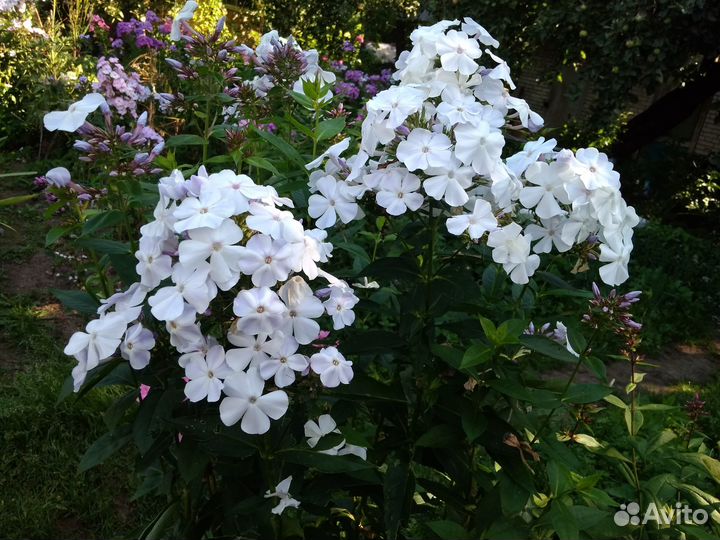 Флоксы сортовые