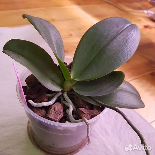 Орхидея фаленопсис