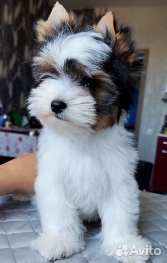 Бивер красава РКФ