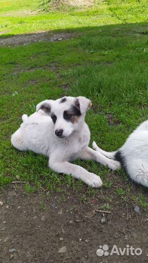 Отдам бесплатно в добрые руки