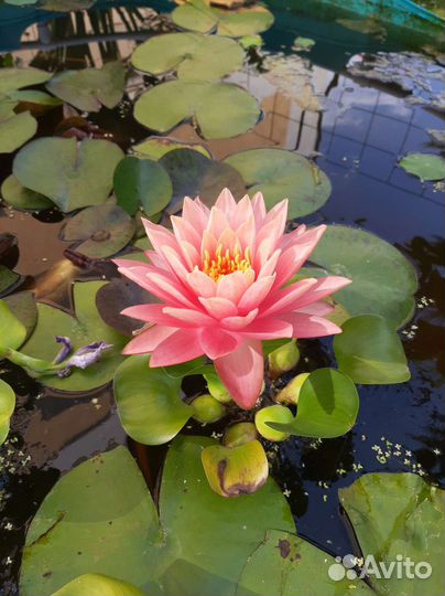 Нимфея кувшинка ''Perry's Orange Sunset''