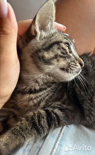 Котята бесплатно