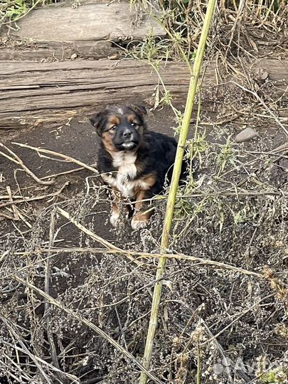 Собаки в дар