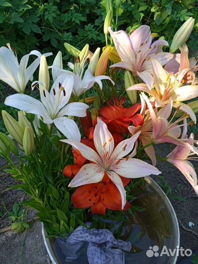 Лилии с клубнями