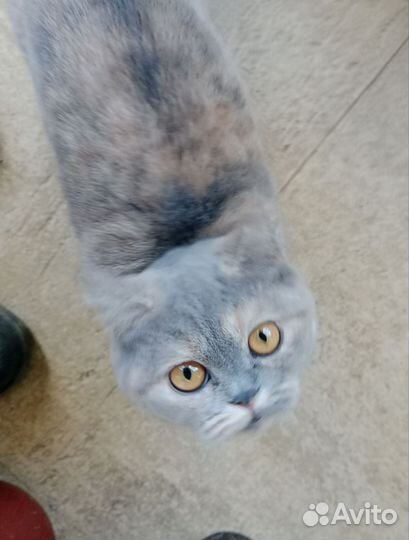 Британская кошечка