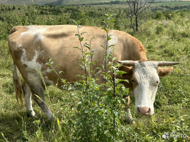 Коровы дойные стельные