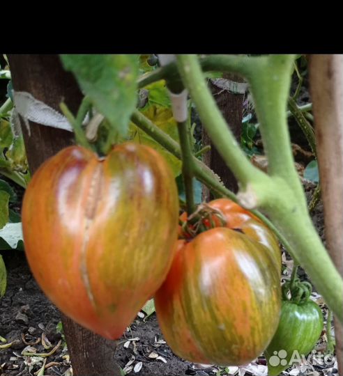 Помидоры и острый перец Чили