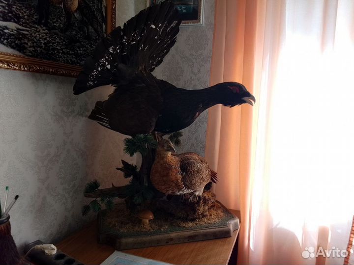 Чучело глухаря