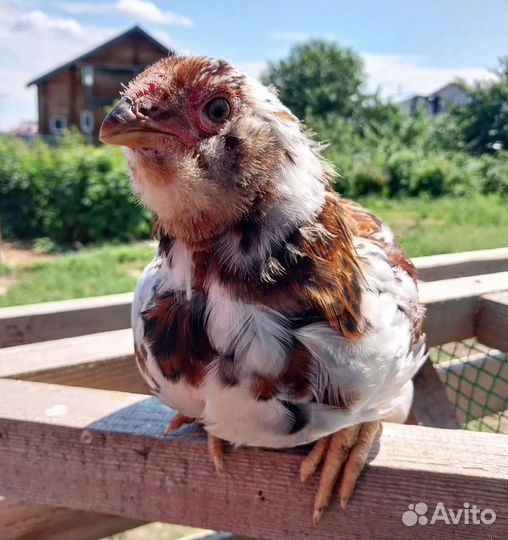 Куры цыплята