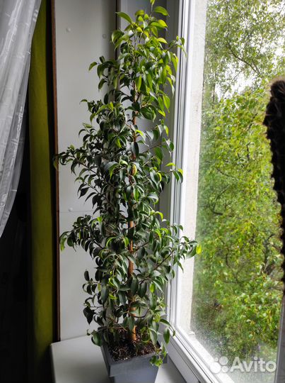 Фикус Бенджамина