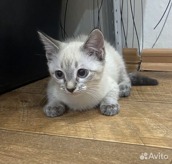 Кошки в добрые руки