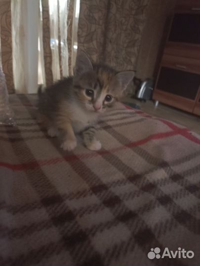 Кошки в добрые руки