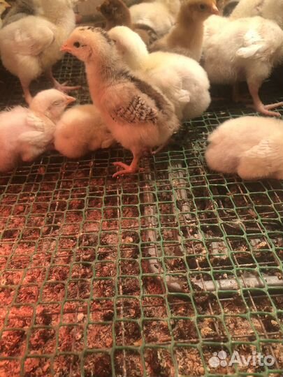 Цыплята разных возростов