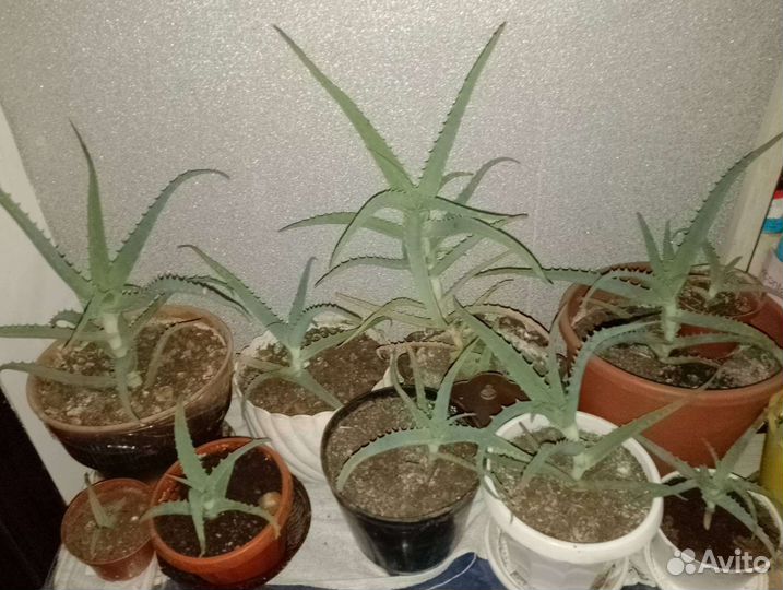 Алое вера в горшках