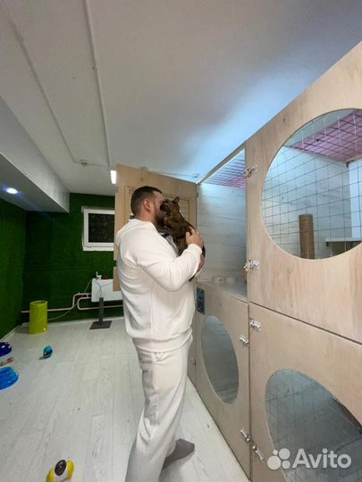 Зоогостиница для кошек