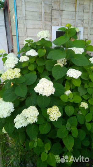 Бадан, мак и другие растения