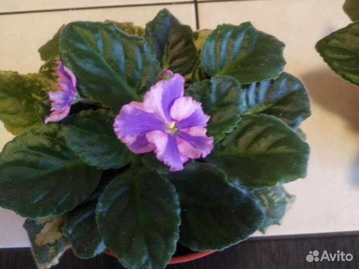 Фиалки химера