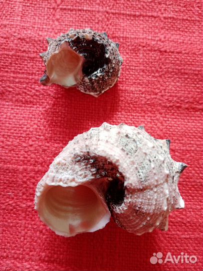 Морские ракушки раковины