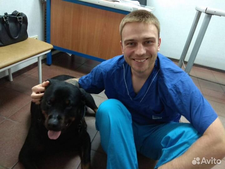 Ветеринарный врач на дом
