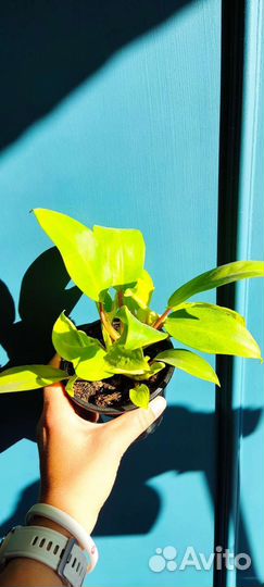 Филодендроны