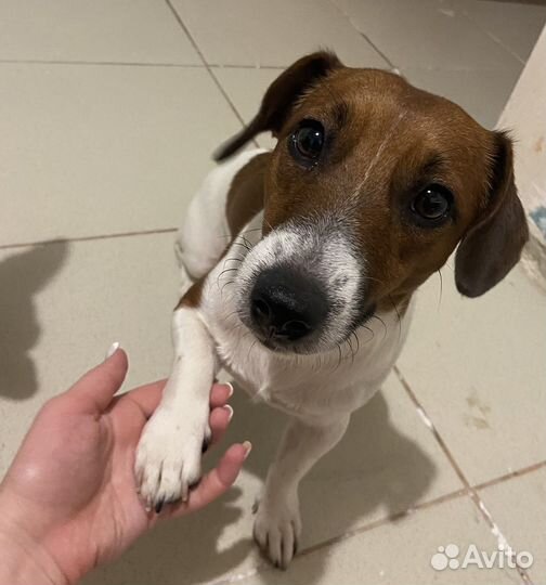 Вязка собак