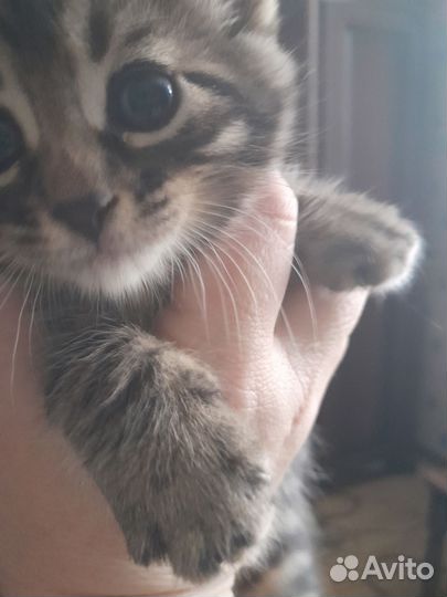 Котята бенгалы