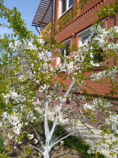 Канадские сорта Черешни