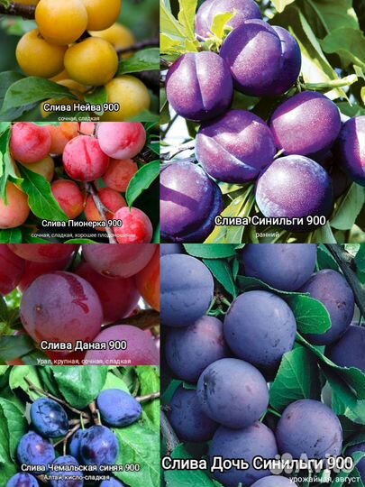 Саженцы плодовые