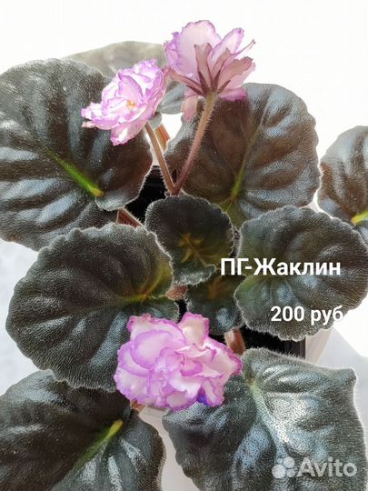 Комнатные цветы
