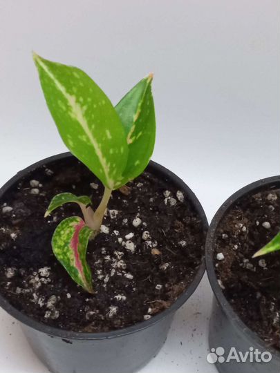 Аглаонема найт спаркл