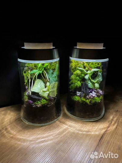 Флорариум террариум палюдариум