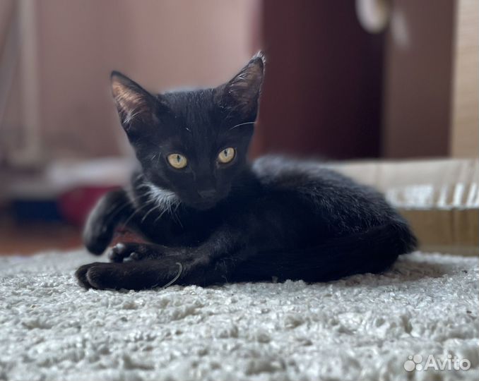 Черный котенок в добрые руки
