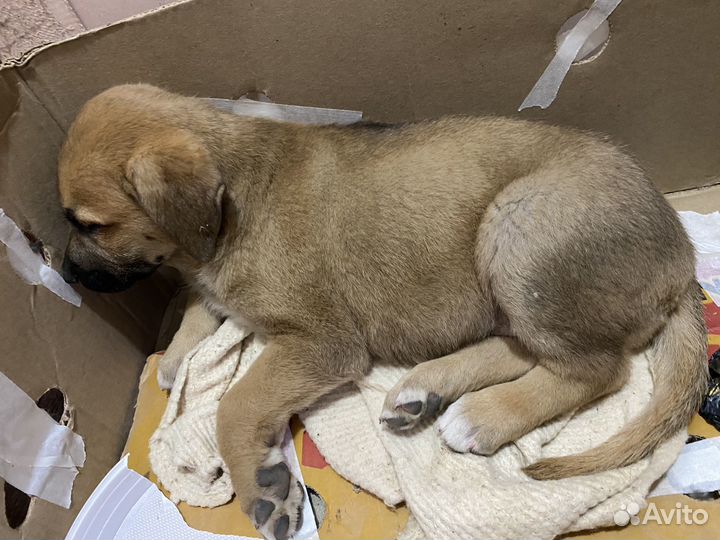 Щенок в добрые руки