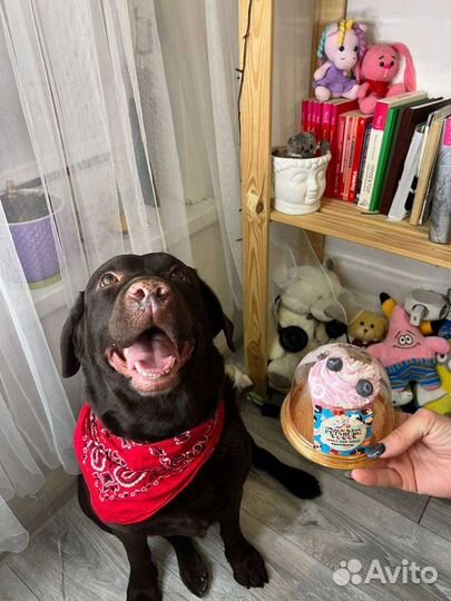 Торты для собак