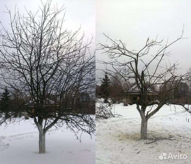 Обрезка плодовых деревьев, запись на Ноябрь -Декаб