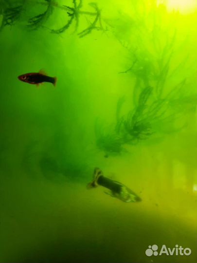 Аквариумные рыбки