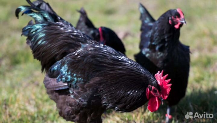 Куры молодки