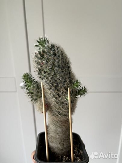 Кактус цветущий