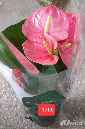 Антуриум розовый