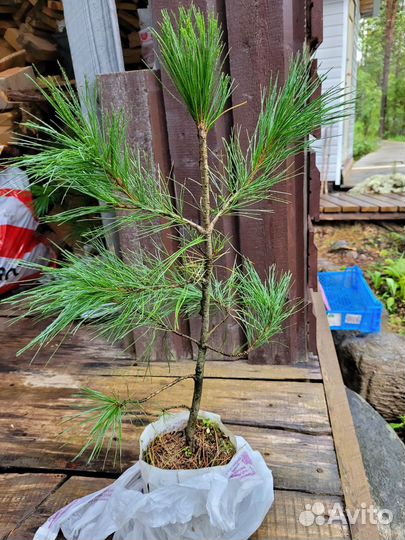 Ель голубая