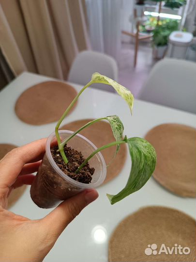 Эпипремнум Бали Ханоман