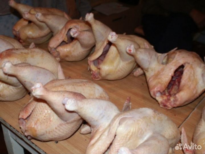 Куры фермерские