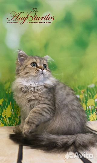 Хайленд страйт