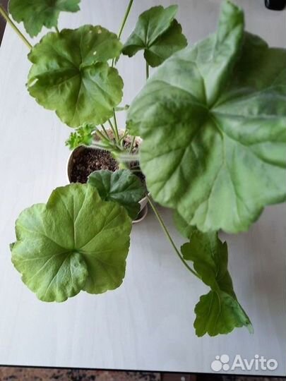 Пеларгония та Эммануэль